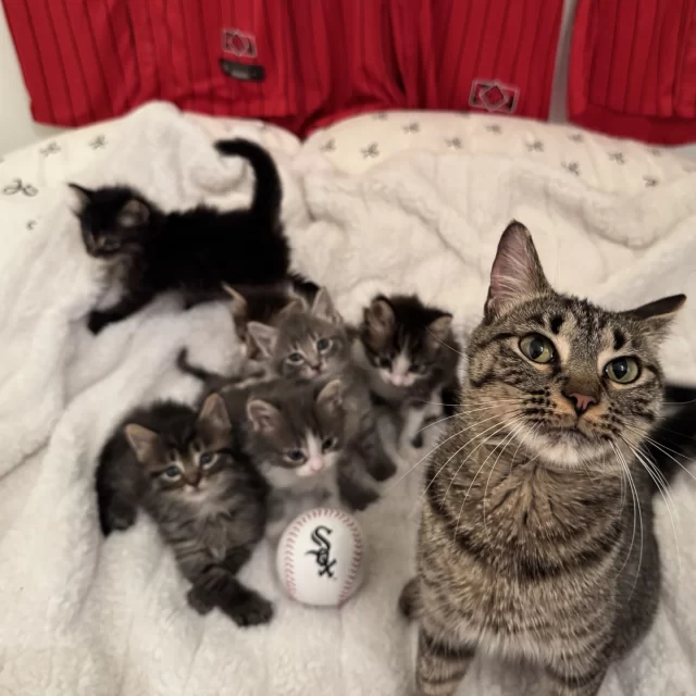⚾ Want to know how we play ball for cats in need?⁠
⁠
Meet Mama Sox and her litter of all-stars—Stockings, Slugger, Rookie, Homer, Dugout, and Comiskey.⁠
⁠
🏟 First Base: This rookie lineup came to us from Chicago Animal Care and Control.⁠
🥎 Second Base: They hit the foster field, where they powered through some pesky kitty colds.⁠
⚾ Third Base: Once they’re strong enough, they’ll be stepping up to the adoption floor.⁠
🎉 Home Run: Just like countless Tree House cats, we’re cheering for them to score loving families of their own. (Mama Sox already slid safely into home with her adopters—her kittens are next up to bat!)⁠
⁠
Now it’s your turn to step up to the plate for #TreeHouseCats! This is your LAST CALL to join us THIS SATURDAY, August 30, as the White Sox take on the New York Yankees. Every ticket purchased through our special link sends $10 directly to Tree House Humane Society.⁠
⁠
🎟 Get your tickets here: https://www.gofevo.com/event/Treehouse4⁠
⁠
When you take a seat in the stands, you’re helping moms and kittens like Mama Sox’s team make it all the way home. 🐾