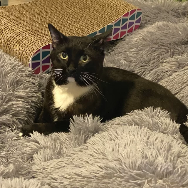 Newbi’s name means “New Beginnings”—and he’s ready for his next chapter! 📖⁠
⁠
After a fall from a balcony left him with two fractured legs and broken teeth, his family, who loved him dearly, made the heartbreaking choice to surrender him to Animal Control so he could get the emergency care he needed—care that’s often out of reach for many families. 💔⁠
⁠
That’s where our team met him. At Tree House, Newbi bravely underwent a back leg amputation and dental surgery to remove his injured teeth. 🦴🦷 After recovering comfortably in a foster home, he’s ready for his new beginning and is now available for adoption. 🏡💕⁠
⁠
Accessible, affordable emergency veterinary care is critical to keeping families and their beloved pets together. While we are grateful to know and care for Newbi, we also know that a better, more comprehensive system would have prevented this unfortunate meeting. Our community vet care programs aim to make small but fundamental steps to mend these fractured systems of care, and we know whatever Newbi's future holds, he will continue to receive a legacy of love and support.⁠
⁠
🔗 Meet Newbi: https://treehouseanimals.org/adopt/adoptable-animals/#sl_embed&page=shelterluv_wrap_1737043975%2Fembed%2Fanimal%2FTHHS-A-15230