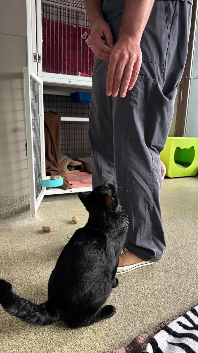 Did you know that our shelter is open for walk-in adoption appointments on Wednesdays through Sundays, from 12 p.m. to 6 p.m.?

Hot tip: We recommend arriving by 4:30 p.m. for the best chance of processing the adoption paperwork on the same day.

P.S. the cat in the video is Shadowheart, who is 100% affectionate and 100% adoptable!

#TreeHouseCats #Adopt #Chicago #Cats