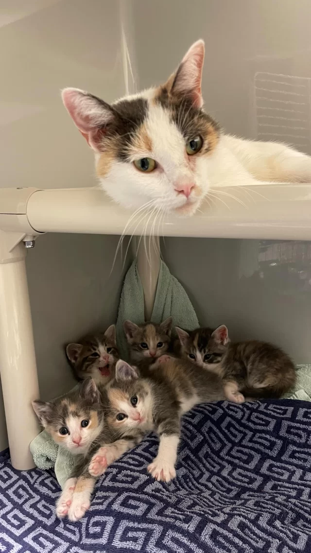 One word. Two syllables… KITTENS!!!

#TreeHouseCats #cats #kittens #adopt #foster #chicago