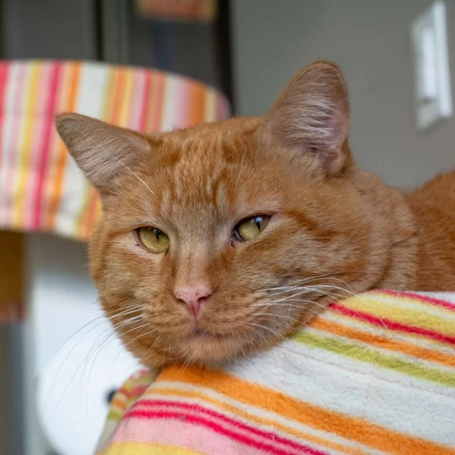 Did you see the #TreeHouseCats featured on @‌SpotlightWGN? 👀⁠
⁠
Marne—a longtime volunteer who has given over five years of service as both an adoption counselor and foster mom—took Spotlight Chicago anchor and cat mom Ji Suk Yi on a tour of our shelter and discussed our Veterinary Wellness Center, fostering opportunities, walk-in adoptions, and the Cat Café!⁠
⁠
If you missed the segment on TV, you can watch it here: 👇️⁠
https://wgntv.com/video/tree-house-humane-society/11021231/⁠
⁠
And if you recently adopted a Tree House cat like Corndog, Smallz, or Snoobert, keep your eyes peeled—your kitty may have had a moment in the spotlight! 🔦