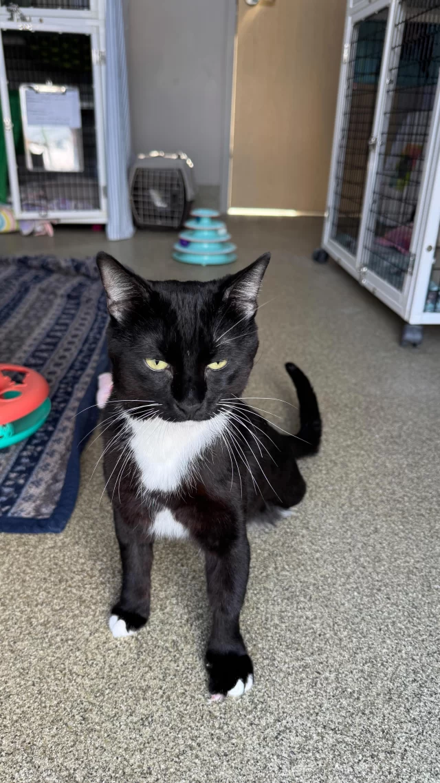 And then there were three… legs, that is. 🐾

Meet #TreeHouseCats Newbi and Piccadilly—two resilient kitties who both recently underwent amputations. Though they’ve never met, their journeys look remarkably alike: extra TLC from our vet staff followed by healing in the comfort of a foster home.

With compassionate volunteers by our side, we’re able to give cats like Newbi and Piccadilly the chance to heal, thrive, and find their Happy Ending Tail.
Ready to open your home and heart? Become a foster today.

👉 https://treehouseanimals.org/engage/volunteer/foster/#

#TripodCat #ShelterCats #Chicago #Cats #Adopt #FosterCats