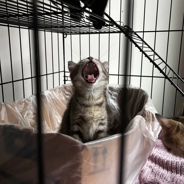 Twenty-seven #TreeHouseCats were adopted last week over the Labor Day weekend, including our shy girl, Penderwick! 🥺💕⁠
⁠
Next in line was our helper cat, Shadowheart, who will be Honeybee’s bestie in their new home. And we can’t forget our angsty void, Caterine the Great! 🐈️ Congratulations to the nine adult cats who started new chapters in their #HappyEndingTails:⁠
🧑‍🤝‍🧑 Shadowheart & Honeybee⁠
🧑‍🤝‍🧑 Mrs. Furfle (with her kitten, SwaySway)⁠
😍 Penderwick⁠
👑 Caterine the Great⁠
🧜‍♂️ Lucca—adopted from his foster home!⁠
🌙 Lady Luna⁠
🧟 Zita⁠
🌳 Mulch⁠
⁠
And good luck to the 18 kittens who struck home runs the very same weekend that the White Sox game against the Yankees sold tickets benefitting our mission:⁠
🧑‍🤝‍🧑 Stockings & Dugout⁠
🧑‍🤝‍🧑 Gir & Gaz⁠
🧑‍🤝‍🧑 Rookie & Invader Zim⁠
🧑‍🤝‍🧑 SwaySway (with her mama, Mrs. Furfle!)⁠
⚾️ Short Stop⁠
⚾️ Slugger⁠
🦕 Spino⁠
🦕 Brachio⁠
🦕 Stego⁠
🦆 Breadmaker⁠
🦆 Buhdeuce⁠
🥳 Victory⁠
🍞 Toasted⁠
🧸 Winnie⁠
🍦 Dib