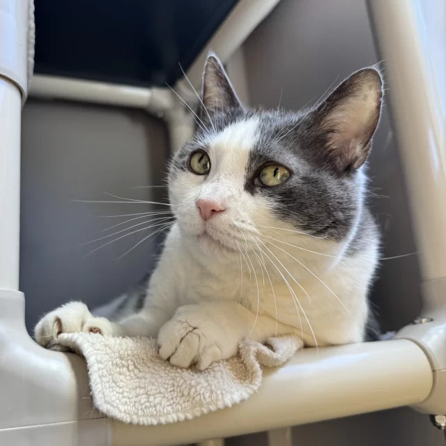 Korra recently celebrated one year at Tree House! 🥳⁠
⁠
That’s one year of #TeamTreeHouse laughing at her goofy antics, growing close to her feisty but loving personality, and cheering her on as she waits for her adopter. 💞⁠
⁠
We know her match is out there—someone who will see what we see: bright, expressive eyes, a playful streak, and a hidden well of affection for her favorite humans.⁠
⁠
Not ready to adopt? You can still support Korra (and #TreeHouseCats like her). She stars on our Yearbook Trio t-shirt, available in tons of styles and colors—and every purchase helps cats in need. 👚⁠
⁠
🛒 https://www.bonfire.com/yearbook-trio/