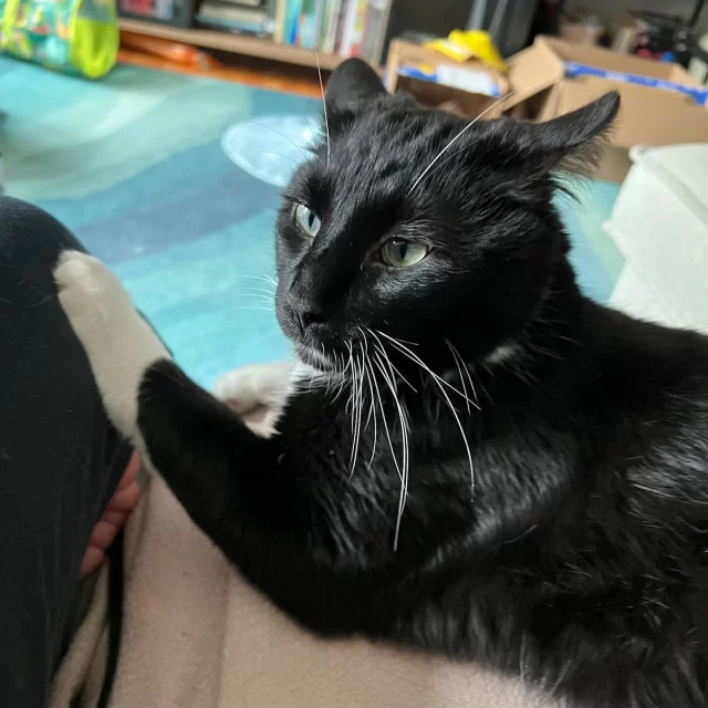 When Honeysauce first arrived at Tree House, we didn’t know much about him—just that he’d been found wandering the streets of Humboldt Park. 🏙️⁠
⁠
Over a year later, we’ve discovered all the little things that make Mr. Sauce purr. He loves variety: perching up high, snoozing by the window, hanging out in a cat tunnel, or hiding away in a cozy corner. He’s also a fan of food puzzles—fun ones only, though. (No overthinking for this guy!)⁠
⁠
And when he’s done for the day, his favorite spot is curled up between his foster dad’s legs on the couch. 🛋️💛⁠
⁠
You can help Honeysauce—and all #TreeHouseCats—thrive by:⁠
⁠
👕Wearing him on our Yearbook Trio t-shirt (only 10 days left to order)!⁠
🏡Bring him home for adoption!⁠
⁠
👉 Order your t-shirt and learn more about our long stay cats: bonfire.com/yearbook-trio (link in bio)