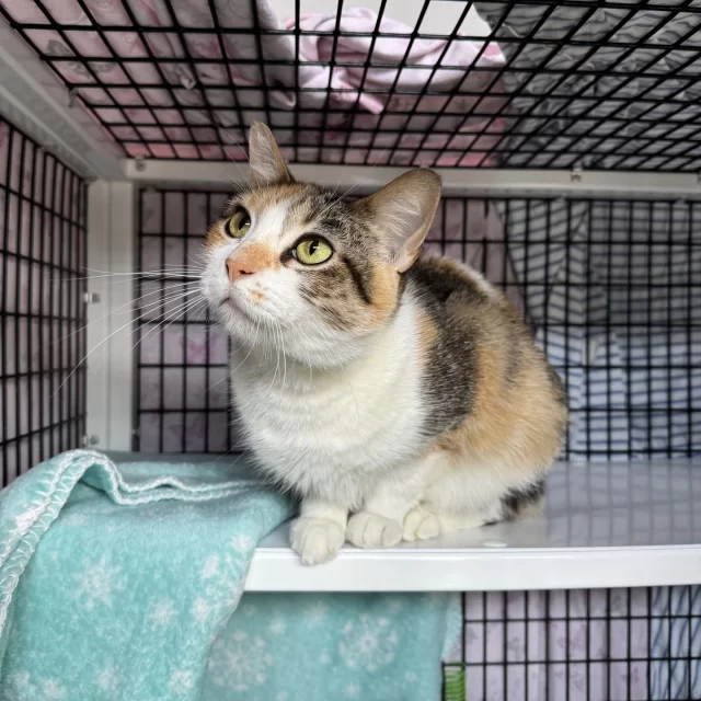 Fourteen #TreeHouseCats found homes last week—just in time for one last burst of summer in Chicago! 🌞🐾⁠
⁠
We’re especially celebrating two Cat Café residents ☕, both living with feline leukemia (FeLV), who found their love-filled #HappyEndingTails. Their adoptions also create space for more FeLV+ cats to meet the families waiting to welcome them! 🏡✨⁠
⁠
Congratulations to these adult cats beginning new chapters:⁠
🧑‍🤝‍🧑 Vision & Wanda Maximoff⁠
🎤 Jason Funderburker (FeLV+) — caught mid-meow!⁠
🚦 Crossroads (FeLV+)⁠
🍎 Apple Crisp⁠
🧇 Waffles⁠
🌸 Cinnamon Girl⁠
⁠
And best wishes to these kittens in their new homes:⁠
🧑‍🤝‍🧑 Smoke & Stack⁠
🍗 Chicken Nuggie⁠
🎸 Osbourne⁠
🍿 Popper⁠
🦖 Raptor⁠
🐞 Firefly