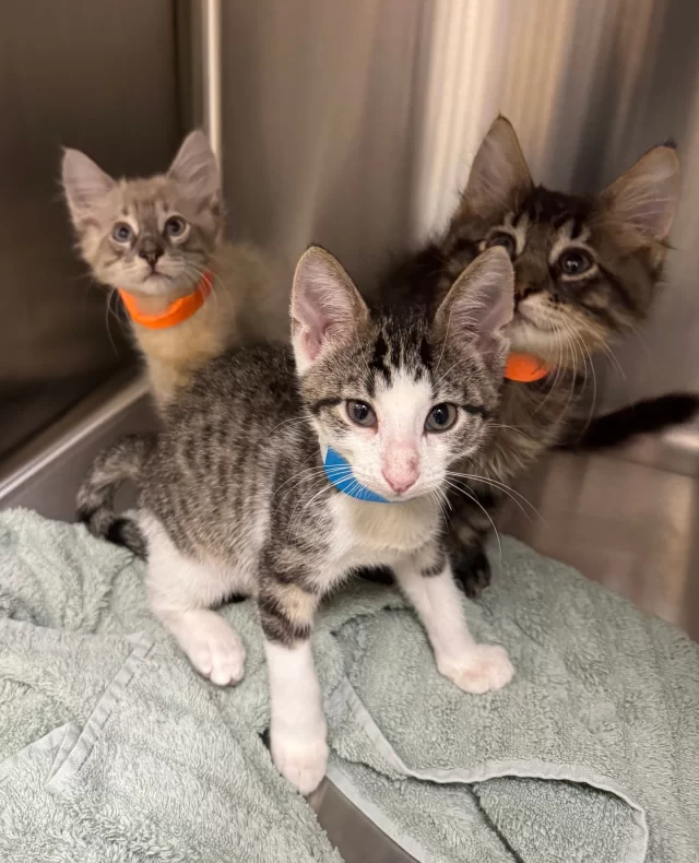 Sometimes visitors are surprised to learn we’re a cat-only shelter at Tree House 🐱—but this weekend, you can meet cats and dogs (plus guinea pigs + rabbits!) all in one place 🐶🐹🐰⁠
⁠
✨ Super Adoption Saturday ✨⁠
📍 Lake County Fairgrounds | 1060 E. Peterson Rd., Grayslake, IL⁠
📅 Saturday, Sept. 27 | 11 AM – 4 PM⁠
⁠
18+ rescues and shelters are coming together with 300+ adoptable animals—and special adoption discounts! 💕 No entrance fee, just show up and maybe meet your new best friend.⁠
⁠
🐱 These kittens—Control, Alt, Delete, Rainbowcore, Ethereal Grunge, & Chrome Dreams—will all be at the event, waiting to meet you!⁠
⁠
Learn more 👉 chicagolandhumane.org (link in bio)⁠
⁠
Interested in supporting this special event? Buy a t-shirt showing your support for the Chicagoland Humane Coalition—available in multiple styles and colors.⁠
⁠
👕🛒 https://www.bonfire.com/super-adoption-saturday-2025/
