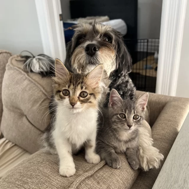 ✨ Eighteen #TreeHouseCats found homes last week—including KORRA! After waiting just over a year, this gray-and-white senior finally got her happy ending. #TeamTreeHouse couldn’t help but smile even bigger as they wore Korra’s face on their Yearbook Trio t-shirts that same day.⁠
⁠
We’re also celebrating four Foster-to-Family adoptions—Precious, Supercali, Frida, and Pinks—who went from foster love to new families. 💕⁠
⁠
Congratulations to these adult cats on their #HappyEndingTails:⁠
🧑‍🤝‍🧑 Nugget & Tender⁠
🌊 Korra⁠
💎 Precious⁠
🌟 Supercali⁠
🧈 Butters⁠
🐯 Hobbes⁠
🐠 Nemo (& Gelato, a kitten!)⁠
⁠
And good luck to the 10 kittens zooming into their new homes:⁠
🧑‍🤝‍🧑 Frida & Pinks⁠
🍩 Homer⁠
⚾ Comiskey⁠
🍨 Gelato (with big brother Nemo!)⁠
🌶️ Paprika⁠
🍪 Pizelle⁠
🌑 Petit Noire⁠
🥤 Cream Soda⁠
⚡ Pichu⁠
⁠
👕 Want to celebrate Korra’s adoption in style? Order your limited edition Yearbook Trio t-shirt by tomorrow: bonfire.com/yearbook-trio (link in bio)