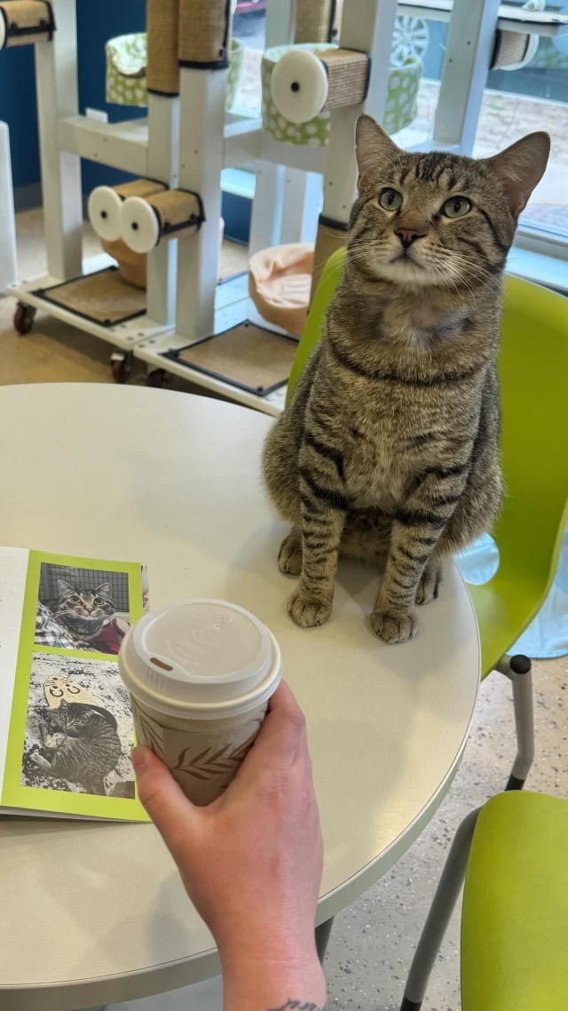 🙋🏻‍♀️ We’re open right now until 6 P.M. if you’re trying to grab a drink-to-go for #InternationalCoffeeDay.

#TreeHouseCats #Coffee #Cafe #CatCafe #Chicago #Cats