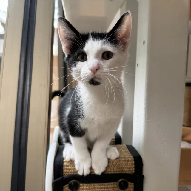 🎉 Thirty-one #TreeHouseCats found homes last week! 🎉⁠
⁠
That includes 17 cats and kittens who were adopted during #SuperAdoptionSaturday, a collaborative adoption event organized by @‌ChicagolandHumane, the alliance we’re proud to be part of. 💛 It was a wonderful reminder of the impact shelters and rescues can have when we work together — helping cats, dogs, and small critters find loving families and start their #HappyEndingTails. Stay tuned for a full event recap!⁠
⁠
🐾 Congrats to the 17 cats who traveled to Super Adoption Saturday and left the event with their new families:⁠
Bob the Drag Queen & Trixie Mattel, Pop & Pop Rocket, Control, Alt, Delete, Neutron, Rainbowcore, Chrome Dreams, Ethereal Grunge, PlayStation, Wii, Tommy Hawk, Bichon, Creed, and Poppet⁠
⁠
🐱 And cheers to the 14 cats who found love on our adoption floor:⁠
Bread Tag & Rubber Band, Runny Babbit, Chunk, Poppy, Daisies, Imani, Baby Dude, Korn, Raichu, Popcorn, King Jr. Meal, Cumin, and Affogato⁠
⁠
Missed the discounted adoptions at Super Adoption Saturday? Right now at our shelter, we have $70 adoption fees for ALL cats—yes, including kittens—until Wednesday, October 15 thanks to #EmptyTheShelters by @BISSELLPets. 💰️ Come quick to our shelter to meet your new furbaby!⁠
⁠
🔗 Meet our cats: treehouseanimals.org/adopt/adoptable-animals (link in bio)
