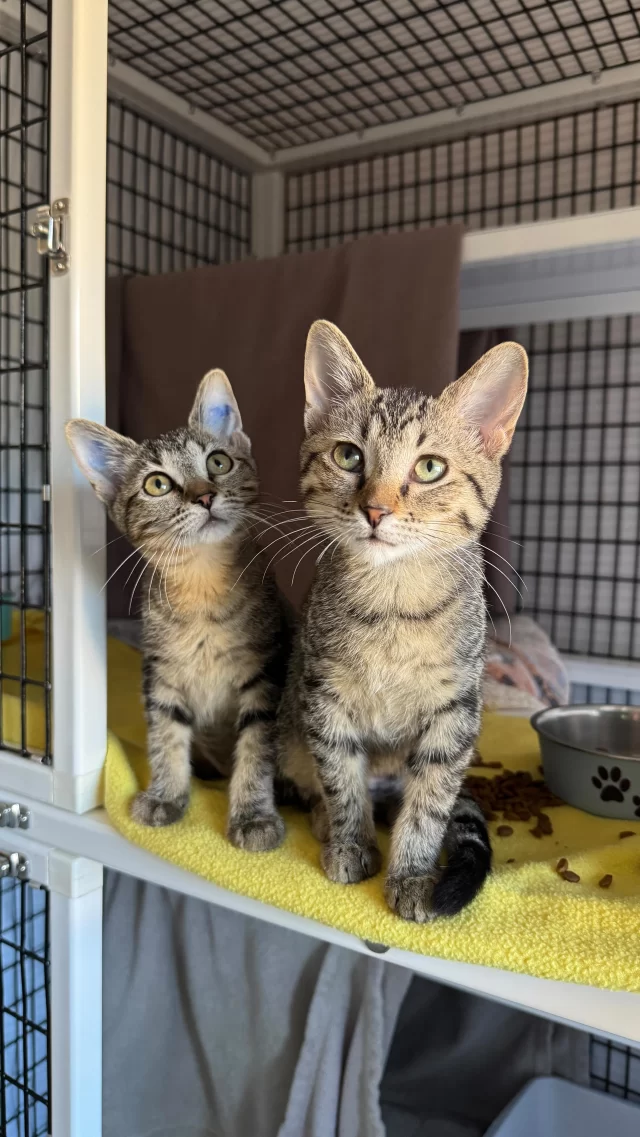 It’s true—that the adoption fees are just $70 for the next two weeks! Visit TreeHouseAnimals.org to learn more. 💻

#TreeHouseCats #ShelterCats #Cats #Kittens #KittenSeason #Chicago #Adopt