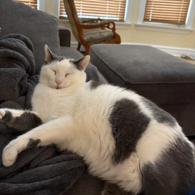 Remember Dwight, the gray-and-white kitty who was searching for a fresh start? 🐱💛⁠
⁠
After spending some quality time in a foster home, Dwight is officially ready for adoption! Check out these adorable photos from his foster dad — though fair warning: Dwight does not believe in making direct eye contact with the camera. 😆⁠
⁠
Here’s what we’ve learned about this handsome guy:⁠
💤 Professional Napper: Dwight loves his sleep — especially if it’s in bed with his favorite human. He even figured out how to open the bedroom door just so he could curl up exactly where he wanted.⁠
🤗 Certified Velcro Cat: His favorite place to nap? Right on top of his foster dad. If a clingy, snuggly cat sounds like a dream, Dwight is your guy.⁠
🍽️ Mealtime Motivator: Thinking about seconds? Dwight fully supports that choice.⁠
⁠
In short, Dwight spends his days napping and enjoying good food — and honestly, who can’t relate? Ready to meet him? Dwight is available for adoption directly from his foster home!⁠
⁠
😻 treehouseanimals.org/adopt/adoptable-animals (link in bio)