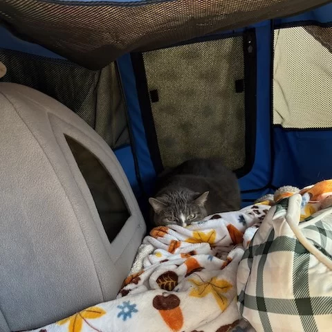 🐾 Cat socialization isn’t black and white: it’s a spectrum. Most people know the extremes: the cuddly indoor cat and the unsocialized community cat. But what about the timid cats in between?⁠
⁠
Meet Jellianne Toe Beans. 💗 She spent most of her life in a quiet home with an elderly caretaker, where she learned to take tiny baby steps with human interaction. After her person passed away, Jellianne came to Tree House in January, and her world was suddenly turned upside down.⁠
⁠
At the shelter, she was overwhelmed by the noise, the people, and the other cats. Her go-to coping mechanism? Feigning sleep: closing her eyes and pretending to nap while staying highly alert and stressed. 😿⁠
⁠
Jellianne’s journey continued in foster care, where we learned even more about her. Her foster is the same person who helped another shy cat named Rey blossom, and he was ready to give the same TLC to this kitty.⁠
⁠
Six months later, Ms. Toe Beans is making slow but steady progress. She now comes out of hiding for her beloved Temptations treats 🍗, though she’s still not ready for pets or playtime. And that’s okay, because progress looks different for every cat.⁠
⁠
Rey, who once hid from everyone, eventually blossomed into a social butterfly with time and TLC. We’re hopeful that Jellianne’s story will follow the same path, showing us all that patience, love, and understanding can work wonders. 💛