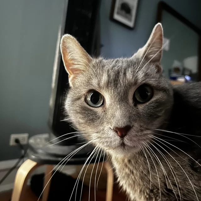 ✨ Foggy is more than just a cat — he’s a gentle soul.⁠
⁠
When his person could no longer care for him after seven loving years, Tree House was here to give him the medical care, foster support, and second chance he needed — all thanks to compassionate supporters like you. 💛⁠
⁠
This summer, Foggy’s story came full circle when a new family fell in love with him and brought him home, renaming him Juni. They shared: “Everything is going so great with Juni! He is so loved, very comfortable, and is the greatest cuddler.”⁠
⁠
Now, Juni is bringing warmth and joy into their lives, just as they’ve done for him. 🐾⁠
⁠
🌟 This season, you can honor the people and pets who light up your life by making a tribute gift for our Lights of Love celebration on December 6. Even if you can’t attend in person, your tribute will shine brightly on our wall of remembrance and hope.⁠
⁠
Your gift will celebrate those you love and help more cats like Juni find safety, healing, and brighter futures. Thank you for being part of this incredible community of love. 💖⁠
⁠
🔗 Make your tribute today: treehouseanimals.org/Foggy (link in bio)