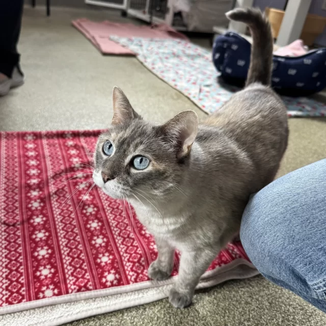 🎃🍂 Halloween is almost here—and the holidays are right around the corner! Our adoptable senior #TreeHouseCats are ready for cozy nights, warm laps, and festive cuddles.⁠
⁠
These seasoned sweethearts still have many holidays ahead — and they’d love to spend them with you. 💛⁠
⁠
Here’s how they’d celebrate the season:⁠
⁠
👻 Dwight – Shows off his spooky Halloween party trick: opening doors⁠
🧡 Red Velvet Kreme & Chocolate Kreme – Inspect your Thanksgiving feast (politely, of course!)⁠
🛍️ Canon (with Nikon) – Mews her opinions as you browse Black Friday deals⁠
🕯️ Harlow – Brings calm and comfort to even the busiest holiday season⁠
❄️ Ninja – Enjoys a quiet, snowy Christmas Eve by your side⁠
🎁 Angelique – Hopes for a kitty kicker in her Christmas stocking⁠
🥂 Tatsu (with Miyamoto) – Rings in the New Year and new beginnings with you⁠
⁠
All of these lovely kitties have adoption fees of just $70 until Wednesday, October 15, thanks to #EmptyTheShelters by @‌BISSELLPets ✨⁠
⁠
➡️ Meet them today: bit.ly/THHSAdopt (link in bio)