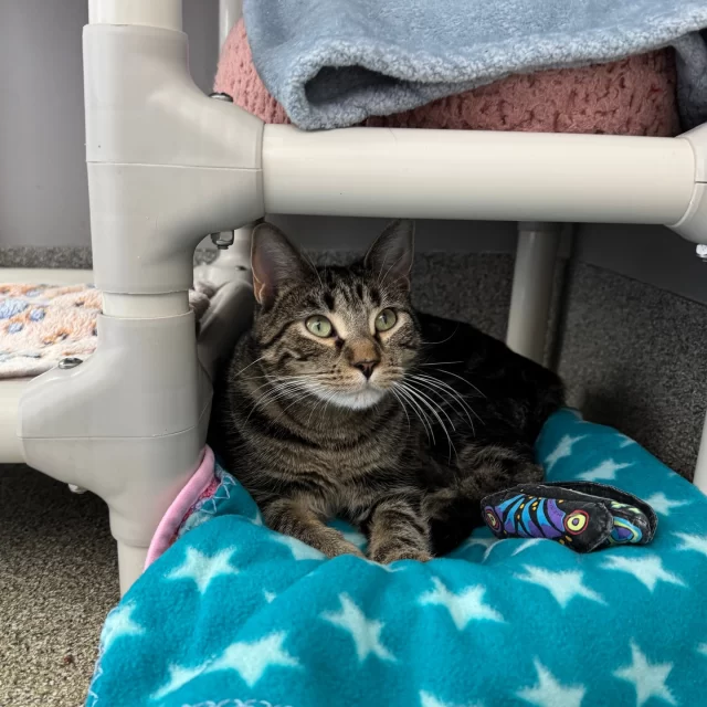 Erickson was found wandering near the Harlem Blue Line stop 🚃 in Norwood Park, her fur dirty and dull — a sign she may not have been getting enough food or water to keep herself clean. Despite her finder’s best efforts to locate her family, Erickson became a Tree House cat. 💔⁠
⁠
Now in our care, Erickson was ready for a new beginning. But some happy endings take a few extra chapters. Erickson has struggled to feel comfortable meeting new people at the shelter, which has made it harder for her to connect with adopters. Over time, though, she’s begun to open up to our team—especially when there’s a Churu treat involved. 🐱💛⁠
⁠
Recently, Erickson went to a foster home where she can continue learning to trust and feel safe. Fingers crossed that this sweet girl keeps blossoming and will soon be ready for adoption! 🤞⁠
⁠
🍗 Want to help Erickson on her journey?⁠
By donating Churu, you can provide the treat that’s helped her—and so many other cats—learn to trust humans and bond with their caregivers.⁠
⁠
🛒 Donate Churu through our Amazon Wish List, in our link in bio⁠
⁠
📍 Drop off donations at Tree House (7225 N. Western Ave., Chicago) Wed–Sun, 10am–6pm.
