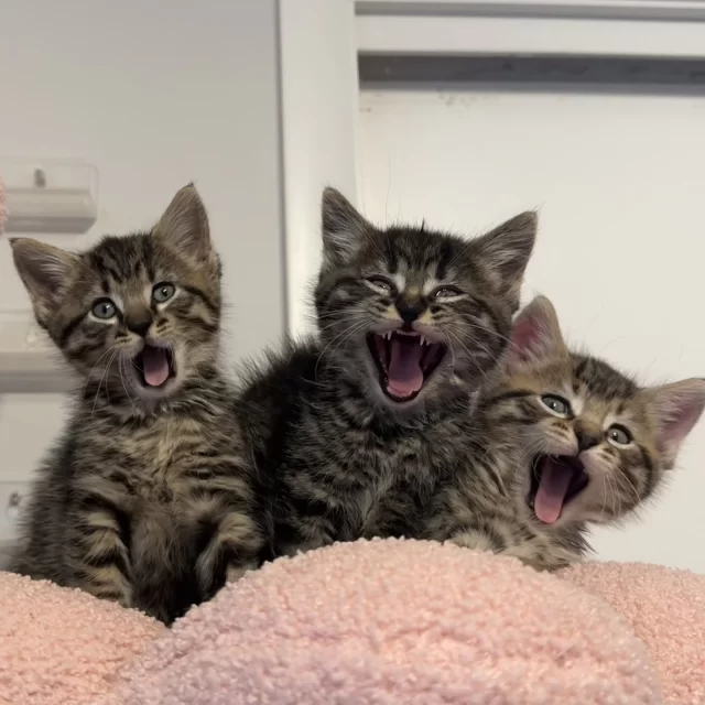 These kittens are having a screamingly good time in foster! 👻⁠
⁠
Meet Barbie, Polly, and Bratz — three tiny troublemakers found by a Good Samaritan in the Austin neighborhood and brought to Tree House earlier this month. Their foster mom says they’re “full of energy, playing, running, and wrestling at all times.” 💨🐾⁠
⁠
They’re growing fast and will be ready for adoption soon — perhaps just in time for a little Halloween fun.✨