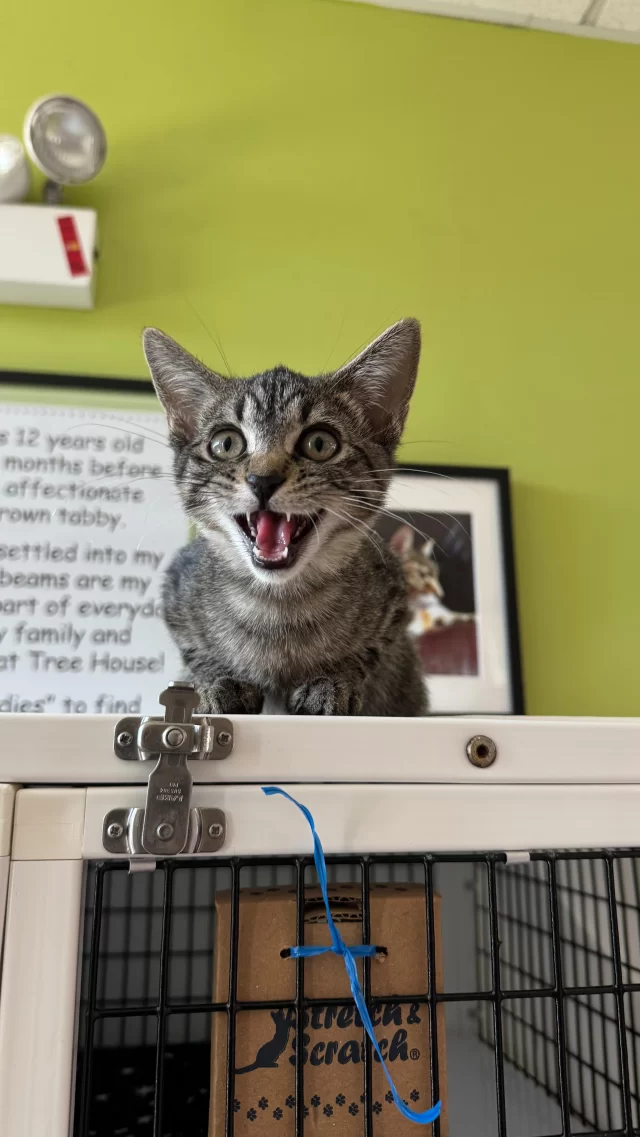 Adoptions, Cat Café, TVNR, & more! We’re for every cat at Tree House. Share this with your cat-loving furriends!

#TreeHouseCats #Cats #Kittens #CatLover #Meow #CatCafe #TNR #TVNR #Adopt