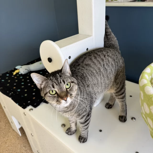 Some of you may have met Shiva in our Cat Cafe, where we care for cats with feline leukemia virus (FeLV+). 💚 Because FeLV weakens the immune system, Shiva needs a little extra attention when it comes to her health. Recently, she developed pneumonia, but she’s now recovering in a loving foster home.⁠
⁠
Her foster shares that Shiva is the sweetest girl who always asks for affection. If you stop petting her too soon, she’ll gently place her paw on your hand—as if to say, “Don’t stop yet!” 😩⁠
⁠
Once Shiva is fully recovered, she’ll be ready to find her next chapter—and her adoptive family. Stay tuned for updates on this special girl. 💕