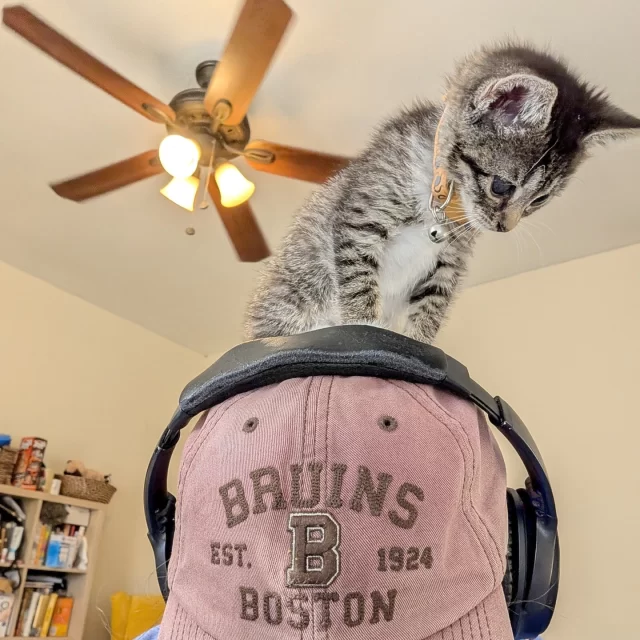 As the temperatures dropped in Chicago, 28 #TreeHouseCats found warmth in new homes. Snuggles and soft blankets are definitely in the forecast!⁠
⁠
Congratulations to the 12 adult cats who started their #HappyEndingTails:⁠
🐻 Dwight*⁠
🎸 Ed Sheeran⁠
🍮 Big Baby Pudding Snatcher*—pictured with some pudding after his neuter surgery⁠
🍭 Sweet Sugar Beauty⁠
🐶 Puppycat⁠
👖 Denim Chicken⁠
🌸 Magnolia⁠
🧁 Martha Stewart⁠
🎮 Riku⁠
🧔 Goatee⁠
🛵 Wheelie⁠
👑 Princess⁠
⁠
Good luck to the 16 kittens who found loving families:⁠
👹 Gorgon & Goblin⁠
🎤 Buckcherry*—pictured sitting right on her pawrent’s head!⁠
🏛️ Hall⁠
🦴 Dean⁠
🛡️ Knight⁠
🎶 NSYNC⁠
🕺 JC⁠
💫 Lance⁠
🥤 Sprite⁠
👿 Imp⁠
🐉 Hydra⁠
🧚 Pixie⁠
🔴 Crimson⁠
😴 Slow Blink⁠
🍞 Bread Tag⁠
⁠
*Adopted from their foster homes