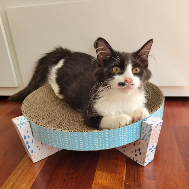 Eighteen #TreeHouseCats found homes last week—just in time to watch the neighborhood kids go door-to-door for Halloween candy (and maybe a few little tricks) from the comfort of their new windows. 🎃⁠
⁠
Congratulations to the nine adult cats who turned the page on their #HappyEndingTails:⁠
👬 Eon & Epoch⁠
🎩 Ninja — our senior tuxedo adopted from his foster home!⁠
🍩 Jumbo Wumbo⁠
🐠 Rainbow Fish⁠
😇 Castiel⁠
🌸 Justine⁠
📖 Fable⁠
🥐 Dagwood⁠
⁠
And congrats to the nine kittens who also found loving adopters:⁠
👬 Chris & Joey⁠
🐾 Besenji⁠
🐶 Basset⁠
🦴 Borzoi⁠
💫 Silk Spectre⁠
🍊 Clementine⁠
🎶 Aria⁠
🌼 Buena Girl