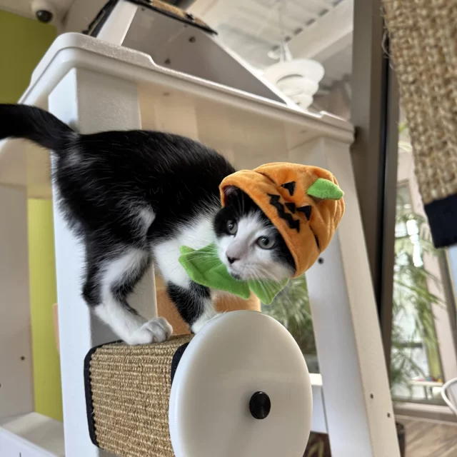 Happy Halloween! 🎃 Check our Nite Owl, Sega, & Teensy Weensy in their costumes. 👻