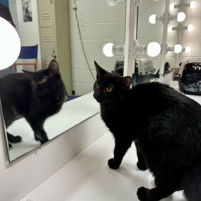 🚨 Breaking News: Tree House’s very own Teensy Weensy and Dr. P spotted on WGN9! 🚨 ⁠
⁠
With Halloween around the corner, we’re on a mission to debunk those urban legends that keep sweet cats, like Teensy Weensy, from finding loving homes during this time of year. At Tree House, we’re celebrating National Black Cat Day today and every day, knowing that adopting all animals year-round gives them the best chance at their Happy Ending Tail.⁠
⁠
But it’s no superstition that pets may be easily spooked during the Halloween festivities. Keep the scaries away this weekend with a few simple tricks and treats:⁠
⁠
🎃 Secure the Door: Keep pets away from escape points during trick-or-treat hours, and ensure pets are wearing collars with ID tags in case of a dash.⁠
👻 Comfy Costumes: Soft, vest-style outfits that fasten around the chest or waist are best! When in doubt, watch your pet’s body language to gauge their comfort.⁠
🔮 Distraction Wins: Use food puzzles or toys to keep pets happily occupied. P.S. - The pets love treats, too!⁠
⚠️ Hidden Hazards: Keep candy out of reach. Chocolate, raisins, macadamia nuts, and xylitol (found in sugar-free candy and gum) are toxic to pets.⁠
⁠
If you missed Dr. P and Teensy Weensy, you can watch their segment at our link in bio!