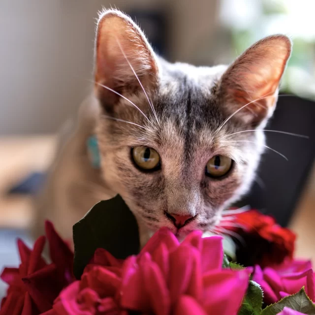 Good golly! 🙀 Tree House’s gray-shaded sweetheart Golly Sandra found her Happy Ending Tail in May, and life has been one big cozy cuddle ever since.⁠
⁠
Now called Luna, a name as bright as her spirit, this curious girl spends her time at home soaking up sunshine, chasing an abundance of toys, and plotting her next scrunchie heist (because you can never have too many)! 🌙🤔⁠
⁠
When she’s not off on her own adventures, Luna’s a true social butterfly and ready to charm anyone she meets, whether they’re on two legs or four. 🦋⁠
⁠
And on occasion, Luna heads out on her spooky-cute bat-winged leash to soak up all the yard’s best sniffs.🦇 Back inside, her zoomies have her scaling her cat tree or playing hide-and-seek in the closet.⁠
⁠
Something tells us this little moonbeam is where she’s meant to be and we’re sure her glow will only grow. 🥰💫