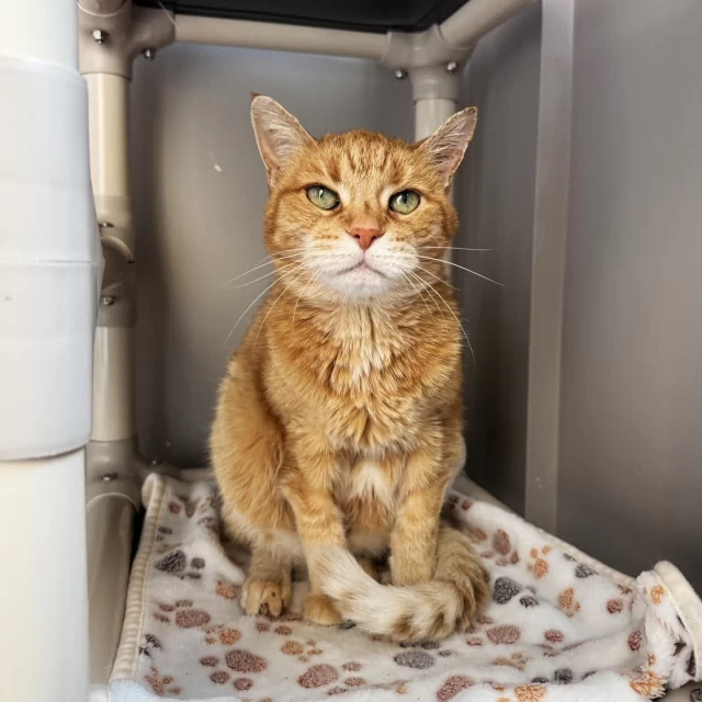 They say redheads have more fun—our orange cats heard that and took it personally. 😼🔥⁠
⁠
Celebrate National Redhead Day by meeting our squad of fiery gingers looking for homes!⁠
⁠
☀️ Harlow: Loves nothing more than snoozing under the sunlight.⁠
🍊 Sandy: The #OrangeCatEnergy is strong in this one!⁠
🍂 The Flea: Would love to have a kitty friend to play with.⁠
⁠
Meet these #TreeHouseCats today: bit.ly/THHSAdopt (link in bio)
