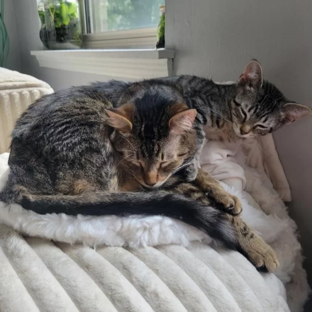 Hey batter batter! ⚾📣 Our latest Happy Ending Tail knocks it out of the park and proves that love always wins in extra innings. ❣️⁠
⁠
Meet Wrigley Field, one of Tree House’s small but mighty all-star kittens, who stepped up to the plate, rounded the bases, and slid right into her adopter @‌annask12345's heart. ⭐🙌 For these two, it was love at first pitch. 😻 And honestly, who could resist an adorable and friendly kitten like her? (Not us!) 😅⁠
⁠
Since being adopted in July, Wrigley Field has been showered with love, snuggles, and all the space she needs to become her happiest, most playful self. 💗 Now, she has a full team at home, including her doting big brother Theo, another Tree House alum, and Lisa, a fluffy, spunky pup who loves nothing more than cuddling with her new little sister. 😺🐶⁠
⁠
Wrigley Field’s story is one we can proudly fly the W for! 🏆 Here’s to our little MVP and all the happy days ahead!