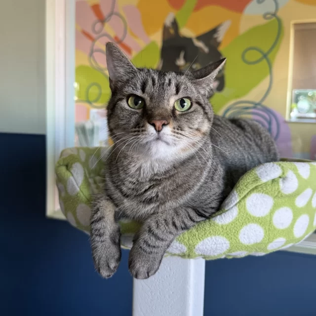Tomorrow is Veterans Day. ❤️🐾⁠
⁠
This weekend, we’re honoring those who’ve served our country—with purrs, headbutts, and unconditional love.⁠
⁠
Through Illinois House Bill 2500, U.S. military veterans can adopt a shelter cat (or dog) at no cost—including any of the amazing cats waiting here at Tree House. cat2⁠
⁠
Veterans with a valid ID are eligible for one free adoption every two years—a small thank-you for the big contributions they’ve made.⁠
⁠
If you know a veteran who could use a loyal companion (and a lot of cuddles), share this post and help them find their next best friend at Tree House. 💚⁠
⁠
🔗 Learn more about our special adoption offers: treehouseanimals.org/adopt/adoption-process-and-requirements/ (link in bio)