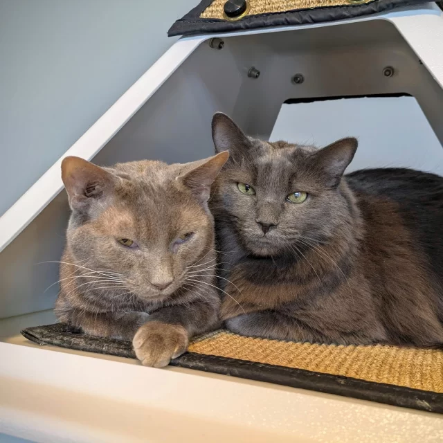 Gray cats remind us of the gentler moments in life — fog rolling over mountains, pebbles glistening on the shore, and the silver strands of hair on someone we love. 🌫️🐾⁠
⁠
Did you know? For a cat to have solid gray fur, they need two genes: one for black fur, and a “dilute” gene that softens that black into gray. Science and beauty in perfect harmony. 💫⁠
⁠
Meet a few of our gray #TreeHouseCats who are ready to bring calm and comfort to your days:⁠
🐱 Moonshine*⁠
🐱 Origami*⁠
🐱 Miyamoto & Tatsu⁠
🐱 Hampus & Halloumi (dog not included)⁠
🐱 Herring⁠
⁠
🔗 bit.ly/THHSAdopt (link in bio)⁠
⁠
*These cats are living with the Feline Leukemia (FeLV) virus. Though their immune systems are more delicate, they can still enjoy several loving, fulfilling years. 💙