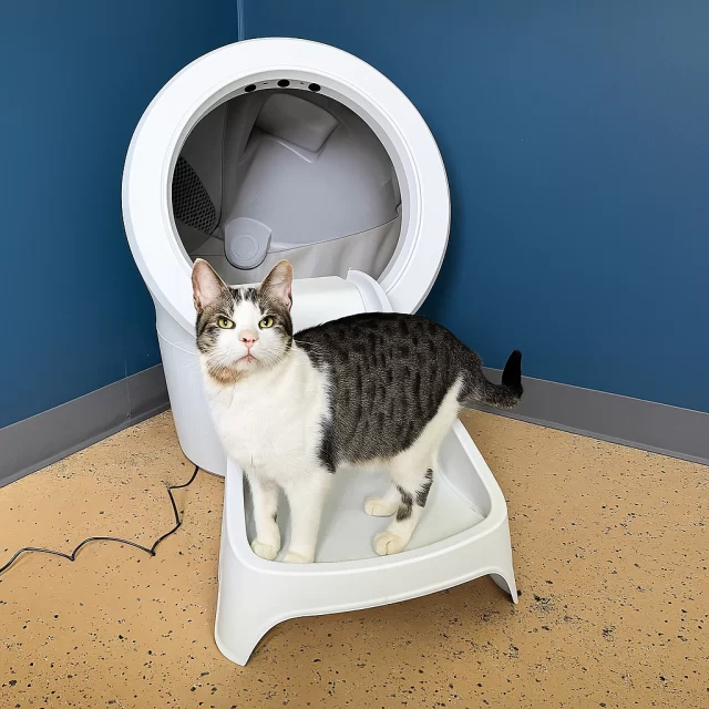 Innovative cat care starts here 🐾⁠
⁠
Tree House has partnered with Whisker, the makers of the Litter-Robot, to bring innovative solutions to feline health and wellness to cat families everywhere.⁠
⁠
Our café cats Origami and Moonshine love their Litter-Robot 4, the highest-rated self-cleaning litter box, and now your cat can, too! Shop through our link to get $50 off any Litter-Robot, and Whisker will give back to help #TreeHouseCats thrive. 💚⁠
⁠
See the Litter-Robot 4 in action next time you visit our Cat Café — and give your cat the gift of healthier living.⁠
⁠
Shop Whisker & Save $50:http://bit.ly/LitterRobot-TreeHouse (link in bio)