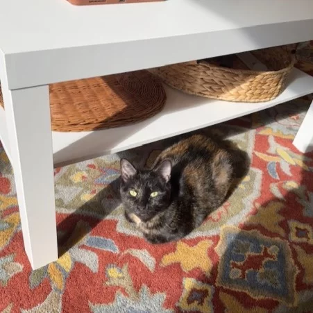 Pixie Dust has floated from shelter life at Tree House into a new space ready for her magical sparkle! 🧚‍♀️✨⁠
⁠
Now called Luma (named after the sweet star from Mario World), she’s gone from hiding on a suitcase under the bed to lighting up her new home with her new bestie and brother, Stephen. 👯‍♂️ Once skittish and shy, she’s now a proud little yapper—especially around mealtimes—and her adopter loves chatting right back with her. 💬🍴⁠
⁠
Luma may be small, but she’s mighty. 💪You can find her jumping into play fights, cuddling and grooming Steph right after, then sprinting around like a tiny comet. ☄️ She also insists on supervising her humans, even if that means following someone straight into the bathroom. 😅⁠
⁠
This little lady’s Happy Ending Tail is a reminder that the right cat, in the right moment, can truly change a home. 🐱💛Shine on, Luma! ⭐️