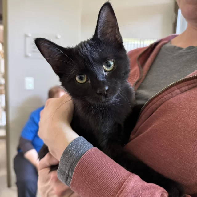 A lucky thirteen #TreeHouseCats were adopted last week, and we know they all watched the very first snowfall of the season from the warmth of their new homes! ❄️⁠
⁠
Congratulations to the eight adult cats starting their #HappyEndingTails:⁠
🐾 Purrseus⁠
🍯 Honeypie⁠
🌾 Scarecrow⁠
🏝️ Catalina⁠
🕺 Groovy⁠
👻 Ghostface⁠
💥 Rikochet⁠
🐿️ Squirrel Girl⁠
⁠
Good luck to the five kittens who found loving families:⁠
💎 Jewel & Tony’s⁠
💫 Doctor Manhattan⁠
🧁 Munchkin⁠
🦋 Rorschach