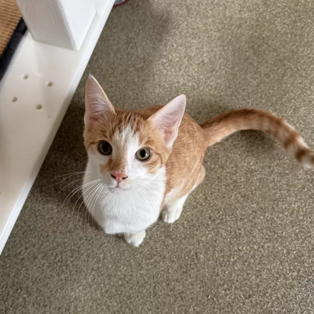 Thinking about adopting a second, third, or maybe even fourth cat? (We won’t stop you 😸) Or maybe you’re planning to bring home a bonded pair?⁠
⁠
We have a few #TreeHouseCats who could really use a “helper cat”—a friendly feline to keep them company and help them feel at ease. Some cats are social butterflies 🦋, and others just need one to show them the way.⁠
⁠
Think about a time you needed a little support—maybe a first day of school, a new job, or walking into a room full of strangers. Having someone by your side makes all the difference. That’s exactly what these kitties are looking for: a built-in buddy to help them feel safe and confident. 💛⁠
⁠
Meet our cats who would love a playmate:⁠
🐾 The Flea⁠
🐾 Origami*⁠
🐾 Speed Cola⁠
🐾 Juggernog⁠
⁠
🔗 bit.ly/THHSAdopt (link in bio)⁠
⁠
*This cat is living with the feline leukemia (FeLV) virus. While their immune systems are delicate, they can still live several loving, fulfilling lives.