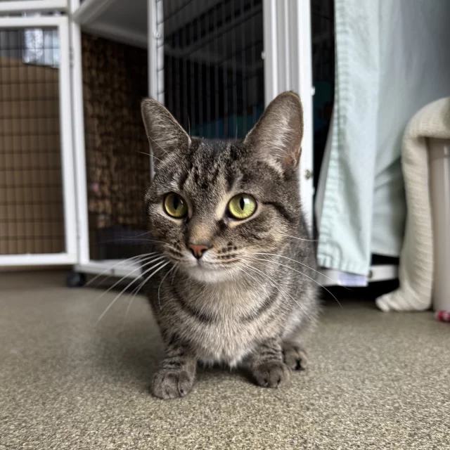 ✨ IT STARTS TODAY! ✨⁠
$50 Off Adoptions, Nov 19–23⁠
⁠
❓️ Adopting a cat comes with lots of questions:⁠
Which #TreeHouseCats are calling our name?⁠
Which day this week do we come to meet them?⁠
And… what will the adoption cost?⁠
⁠
🐾 We’re here to help you answer at least one of those.⁠
From Wednesday, November 19 through Sunday, November 23, take $50 off every adoption fee—so you can spend less time crunching numbers and more time choosing the furry heart that’s about to change your home (and your couch) forever.⁠
⁠
Cats like Electric Cherry, Oso, and Winona are ready with a question of their own: Will you be my person? 💛⁠
⁠
🔗 bit.ly/THHSAdopt (link in bio)