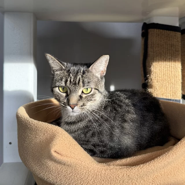 🚨 4 DAYS ‘TIL $50 OFF ADOPTIONS! 🚨⁠
From Wednesday, November 19 through Sunday, November 23, take $50 off the adoption fee for ANY cat—kitten or adult! It’s a 5-day sprint, so set that reminder now. ⏰⁠
⁠
Our adoption floor is open 12–6 PM. Adoptions are first-come, first-serve, so plan to arrive by 5 PM to take your new bestie home the same day. We can’t wait to make the introduction! 🐾💛⁠
⁠
🔗 Ready to scope out our adoptable kitties? Visit bit.ly/THHSAdopt (link in bio)⁠