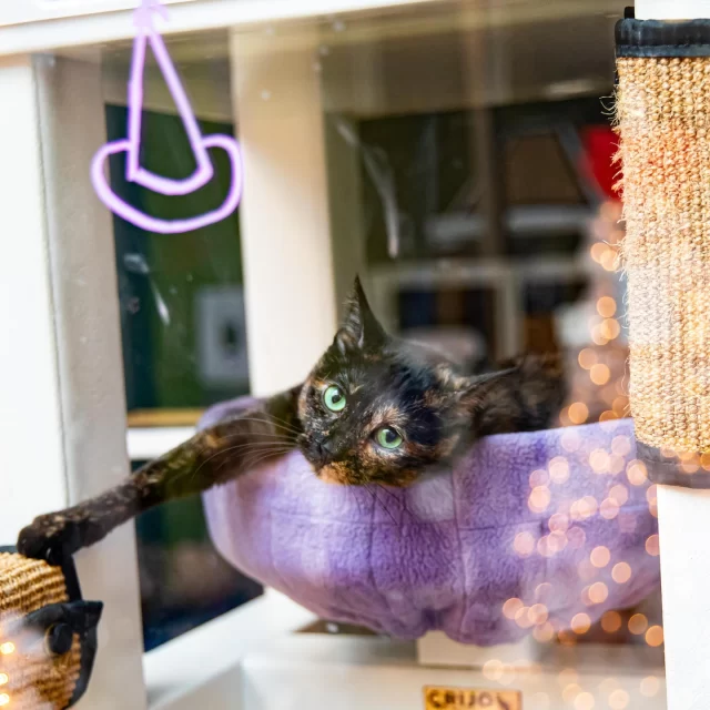 🐾 Dreaming of a Litter-Robot? Don’t hit paws on that dream just yet!⁠
⁠
Join us at Lights of Love on ✨ Saturday, December 6, from 4:00–6:40 PM ✨ for your chance to win a Litter-Robot in our exclusive raffle! 🎟️🎉⁠
⁠
@‌thelitterrobot is the highest-rated self-cleaning litter box—making your routine more innovative, healthy, and feline-forward. 😻 Just ask our café cats (and #TeamTreeHouse)!⁠
⁠
🎟️ Raffle reminder: You must be present at the event to enter!⁠
💡 RSVP to Lights of Love: donate.treehouseanimals.org/love (link in bio)⁠
⁠
Can’t make it that night? You can still support #TreeHouseCats! 🧡⁠
We’ve partnered with Whisker, creators of the Litter-Robot, to give you $50 OFF your order—and they’ll donate a portion back to Tree House to help save feline lives. 🐈‍⬛⁠
⁠
🛍️ Order your Litter-Robot here: bit.ly/LitterRobot-TreeHouse