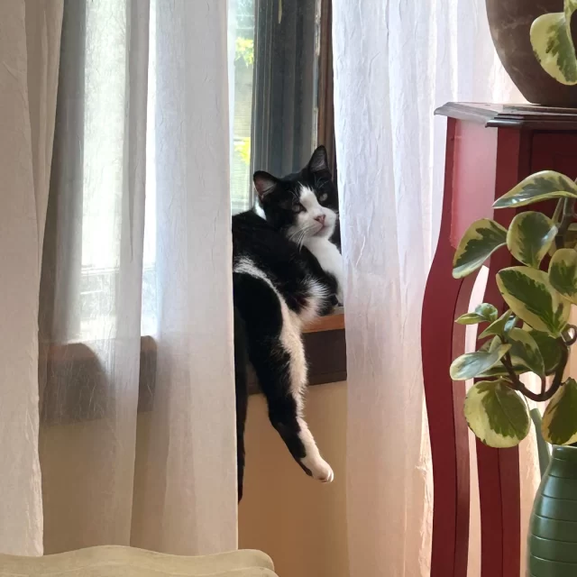 Good luck says to pick up a penny, but @‌aflip17 adopted one four legged charm instead! 🍀⁠
⁠
She came to Tree House as Penderwick, a shy cat who preferred quiet spaces. But after finding her Happy Ending Tail, Penny has blossomed and become the heart of her new home. 💖⁠
⁠
At first, Penny took refuge under the bed, cautiously taking in her surroundings, but with gentle patience from her adopter, she grew brave enough to explore. 🥾 Now she moves through the house with ease and has become a nonstop chatterbox, sharing her thoughts from bright-and-early greetings to late-night heart-to-hearts. 🌞💞🌝⁠
⁠
When she’s said enough (for now), Penny settles into full relaxation mode, finding the sunniest, coziest spot for a well-earned nap. 💤 She reemerges every night like clockwork when the house grows quiet to join her adopter on the couch while they get lost in a good book, where Penny will lovingly interrupt until she gets the attention she craves, which eventually ends in a playful belly flop. 🛋️📖⁠
⁠
Watching Penny flourish and be adored every day is the kind of joy that reminds us why we do what we do! 😺