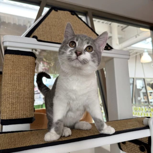 Nine #TreeHouseCats were adopted last week, including Speckle—a kitten who recently recovered from a ringworm infection in foster care! With the holidays right around the corner, we’re wondering… who made the nice list, and who landed on the naughty list? 🎄😼⁠
⁠
NICE LIST: These four adult cats waited patiently for their #HappyEndingTails:⁠
🐾 Jambo⁠
🍫 Cocoa⁠
🧀 Mimolette⁠
💜 Lavender Haze⁠
⁠
NAUGHTY LIST: These five kittens may be bringing a little mischief to their new homes:⁠
🎃 Trick & Treat*⁠
✨ Speckle*⁠
🌙 Abyo⁠
🎀 Pucca⁠
⁠
*These cats were adopted from their foster homes!