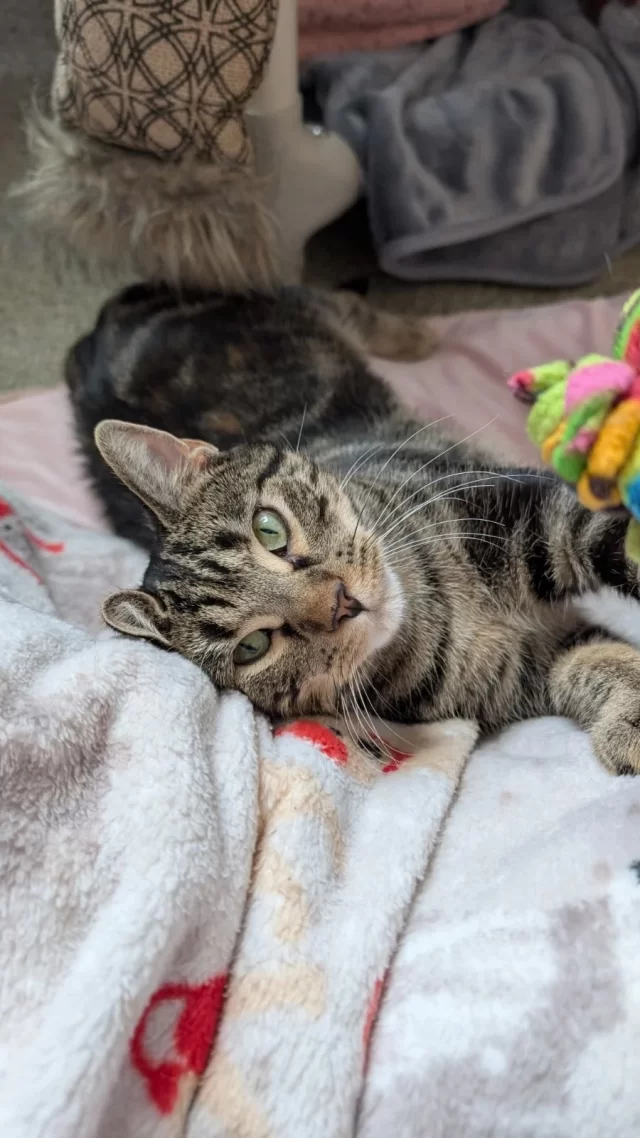 When Erickson first arrived at Tree House, everything felt a little scary—new people, new cats, and a new environment. 

To help her feel safe, we made a simple petting stick: fleece wrapped around the end of a wand toy and a spritz of calming Feliway. With gentle strokes, Erickson learned that human touch could be comforting.

Now? She happily accepts pets from all her favorite humans on #TeamTreeHouse and is flourishing in her foster home, waiting to meet her special someone.

Meet Erickson: bit.ly/THHSAdopt 

#Cats #TreeHouseCats #Feliway @Feliway #Adopt #Chicago #Foster