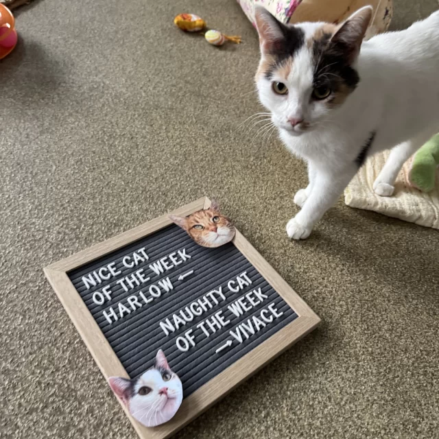 NICE CAT OF THE WEEK: HARLOW 👍️✔️⁠
⁠
All autumn long, Harlow spent her days sunbathing on the windowsill like a little toast. But after Daylight Savings stole her sunshine, she cozied up in her hidey hut instead—blankets, naps, and all the snuggly vibes. We see you, Harlow, and we agree: everyone loves warm blankets and golden sunbeams. 🌞💛⁠
⁠
NAUGHTY CAT OF THE WEEK: VIVACE 👎️❌️⁠
⁠
Think fast! Vivace just zoomed by—again! She's got cheetah-level speed and olympic-level zoomies, but we keep reminding her: if she slows down just a tiny bit, adopters will actually be able to see her adorable face. Silly girl. 🐾💕⁠
⁠
Bonus: When we told Vivace she was our naughty cat, she started using the sign as a scratching post! 🤣⁠
⁠
Visit bit.ly/THHSAdopt to meet these ladies! (link in bio)