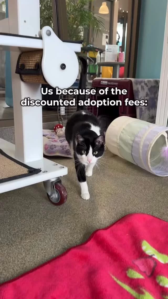 Adoption fees are only $70 for our adult cats from Wed. 12/3 through Sun. 12/14, thanks to #EmptyTheShelters by @bissellpets 

#TreeHouseCats #Adopt #Chicago #Adoption #Cats #Kitty #Meow