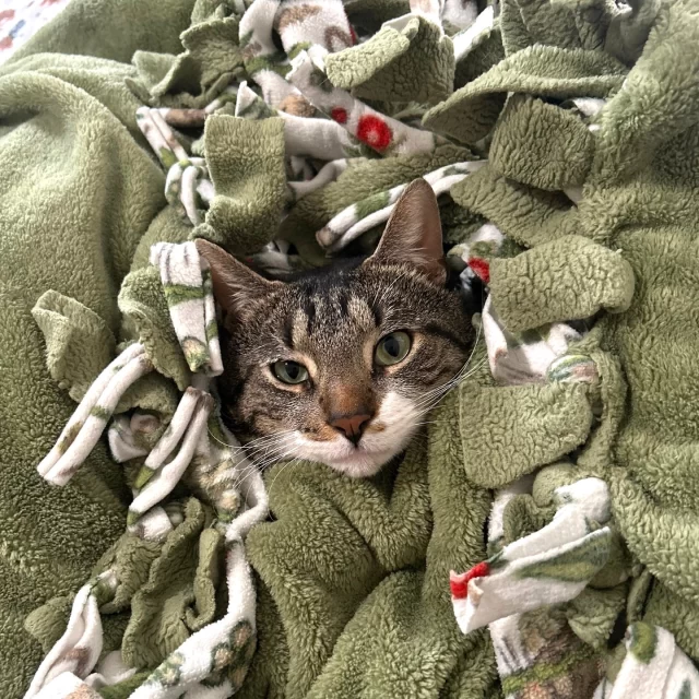 Twenty-four #TreeHouseCats found homes last week—including several long-stay favorites you might recognize from past stories, like the Kreme duo, Harlow, Copper, and Banana Pants. 💛🏠⁠
⁠
A huge congrats to the 10 adult cats who went home with reduced adoption fees of just $70, thanks to #EmptyTheShelters by BISSELL Pet Foundation:⁠
⁠
🍩 Red Velvet Kreme & Chocolate Kreme — successfully found their home after a Trial Adoption⁠
🌙 Tala & Zorro⁠
💛 Harlow⁠
🧡 Copper — the croaky kitty with laryngeal paralysis⁠
🍌 Banana Pants — our miracle kitty who survived three weeks on his own⁠
🌸 Frieda⁠
❄️ Ice Spice⁠
🧣 Pashmina⁠
⁠
And sending all our love to the 14 kittens who started their #HappyEndingTails:⁠
⁠
🐧 Pingu & Noot Noot⁠
💤 Sandman⁠
🌼 Vicki⁠
🗡️ Inigo Montoya⁠
🧁 Buttercup⁠
🖤 Wesley⁠
💪 Fezzik⁠
🧩 Vizzini⁠
🍏 Green Tambourine⁠
💗 Love Galore⁠
✨ Supermodel⁠
🌈 Go Gina⁠
🎀 Omne⁠
⁠
There’s still one more week of reduced adoption fees for adult cats aged six months and older. Ready to meet your next furry best friend?⁠
⁠
🔗 Visit http://bit.ly/THHSAdopt (link in bio)