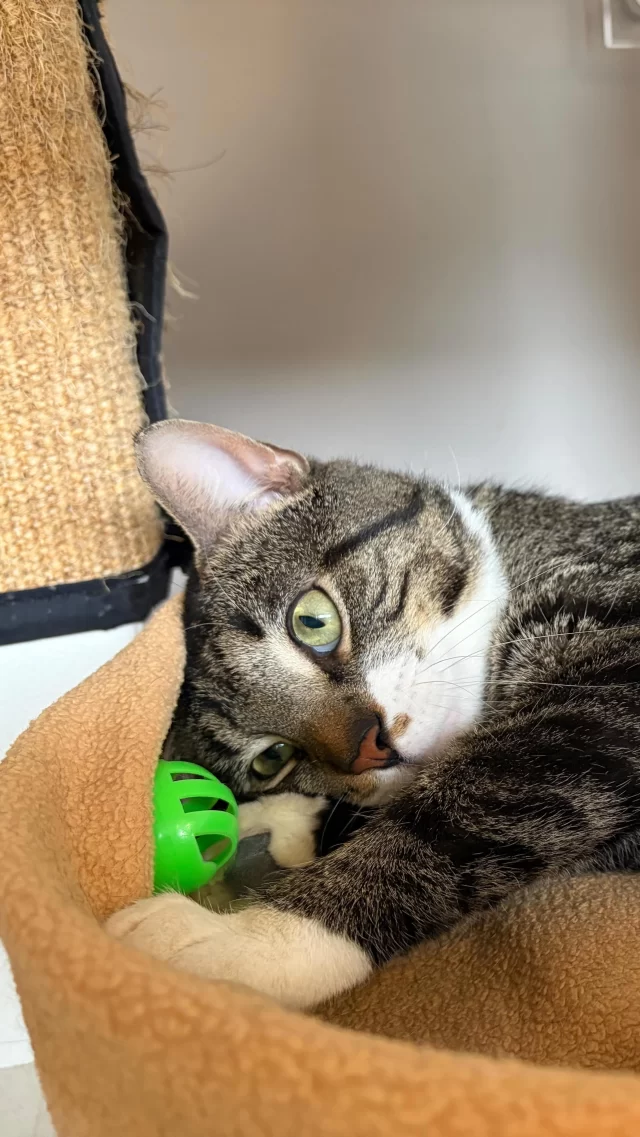 This cat is an awesome sound machine. 🤖🚙

#TreeHouseCats #Meow #Cats #Car #Purr #asmr #Chicago