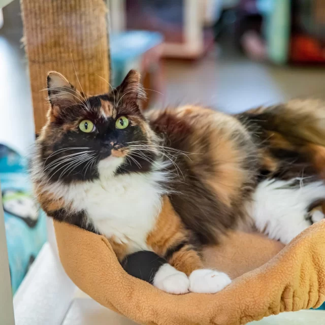 Two more sleeps ‘til #LightsOfLove—and it’s not too late to RSVP! ✨⁠
⁠
Our Whisker Wonderland is open to all, and admission is totally free. Love shines brightest at Lights of Love, and with you there, our shelter will be glowing even brighter.⁠
⁠
🎟️ Learn more & RSVP at donate.treehouseanimals.org/love (link in bio)⁠
⁠
Lights of Love is made possible by Presenting Sponsor Bond Vet, Community Sponsor My Neighborhood Vet, and a special $5K match from Colleen & Henry Slingerland.