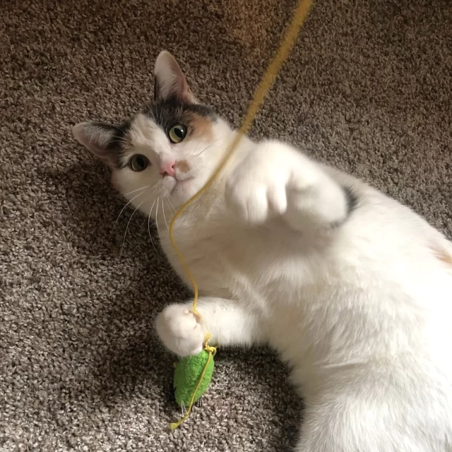 What would life with Vivace be like? 💃🐱⁠
⁠
You might expect a calico diva—but her foster calls her a “friendly, low-maintenance buddy.”⁠
⁠
Vivace’s idea of enrichment? Literally anything. 📦📄 Paper scraps, boxes, mystery objects… Congrats, you already own her favorite toys!⁠
⁠
Mealtime? ⏰🍽️ No guesswork here. Vivace will politely (and repeatedly) remind you when it’s time—and she’s not picky either.⁠
⁠
Need a conversation starter? She’s got you covered with her chatty “mrr-eow!” 😸💬⁠
⁠
At bedtime, this loyal girl settles in by your feet, keeping you company all night long. 💤⁠
⁠
📧 Interested in Vivace? She’s available for a Foster-to-Family adoption! She is also eligible for Trial Adoption! Email adoption@treehouseanimals.org to learn more.⁠
⁠
Check out her adoption profile: bit.ly/THHSAdopt (link in bio)