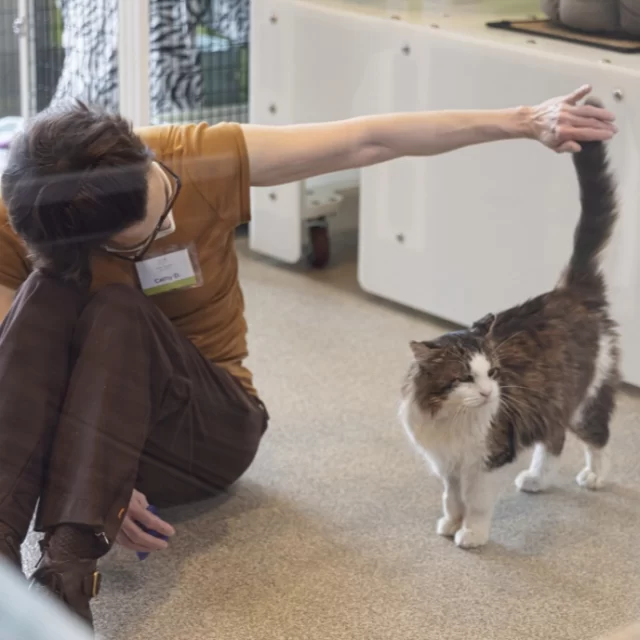 Volunteers are truly the heart of Tree House. ❤️⁠
⁠
We envision a world where every cat thrives—and that dream is only possible because helping hands are around every corner. 🙌⁠
⁠
Our volunteers do so much:⁠
🐾 Care for the cats on our adoption floor⁠
💉 Support vaccine pop-ups so pets across our city get the essential care they need⁠
🎉 Connect with cat lovers at Tree House events⁠
❄️ Build winter shelters for community cats⁠
🏠 Open their homes as fosters so #TreeHouseCats have a cozy place to land⁠
⁠
And that’s just the beginning—there are countless ways they make life brighter for cats at Tree House and across Greater Chicagoland. 💛⁠
⁠
This #InternationalVolunteerDay, we’re sending a huge THANK YOU to our incredible volunteers and fosters who make our mission possible. We’re endlessly grateful for you. 🌟⁠
⁠
➡️ Interested in joining #TeamTreeHouse as a volunteer? Visit treehouseanimals.org/engage (link in bio)