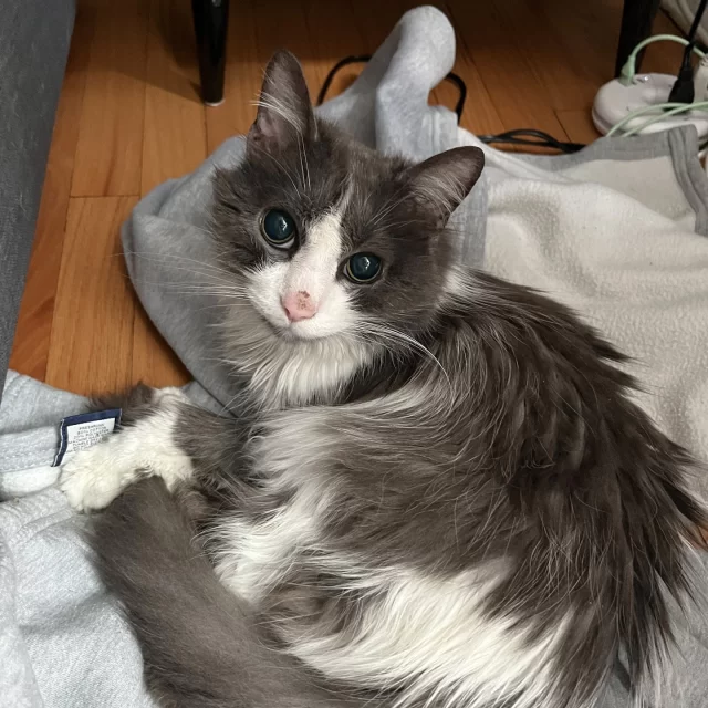 When you think of senior #TreeHouseCats, what comes to mind? 😺💭⁠
⁠
Maybe a biiiiiig stretch, some slow blinks, and snoozing the day away. 😴 (And honestly… for a few of them, that’s pretty accurate.)⁠
⁠
But when we think of our senior cats, we see Sandy’s feisty, adventurous spirit, Tatsu’s love for a tasty treat, Ghibli’s huge anime-style eyes, and Belize and Honduras’s unshakeable feline friendship.⁠
⁠
Each of these cats has a reduced adoption fee of just $70 until 12/14, thanks to BISSELL Pet Foundation’s #EmptyTheShelters event. 💛⁠
⁠
➡️ Meet our senior cats today: bit.ly/THHSAdopt (link in bio)